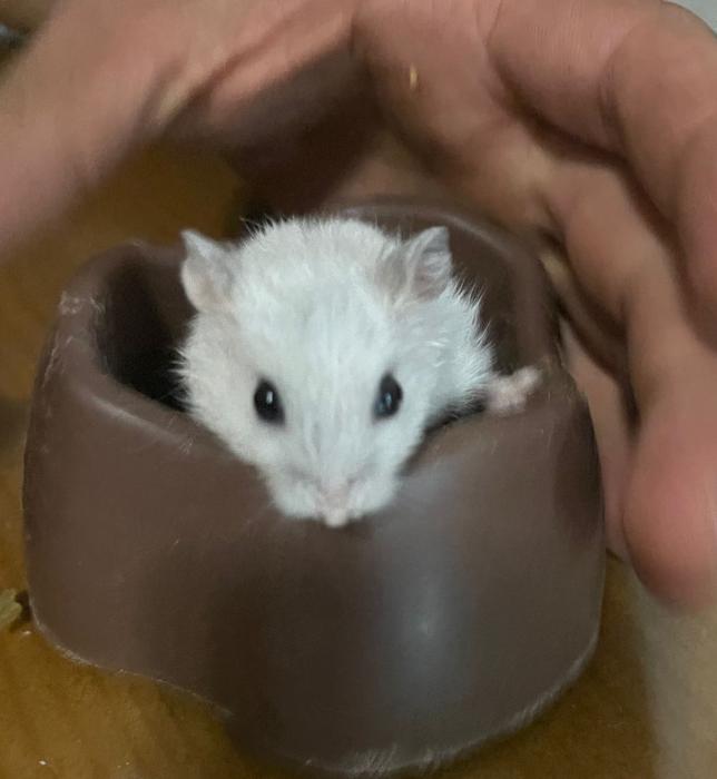 HAMSTER 3* HAMSTER 3*