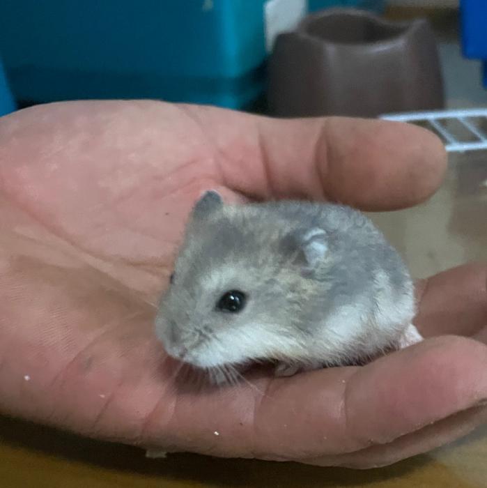 HAMSTER 6* HAMSTER 6*