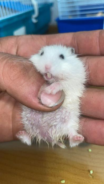 HAMSTER 7* HAMSTER 7*
