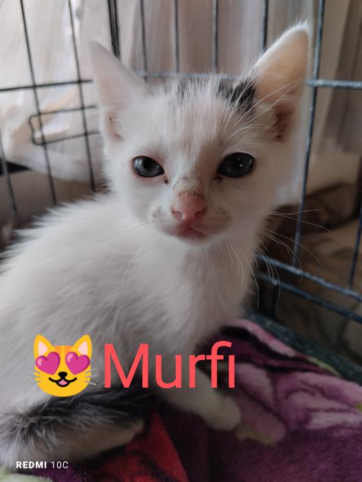 MURFI*