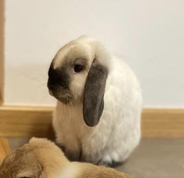 ALVIN*