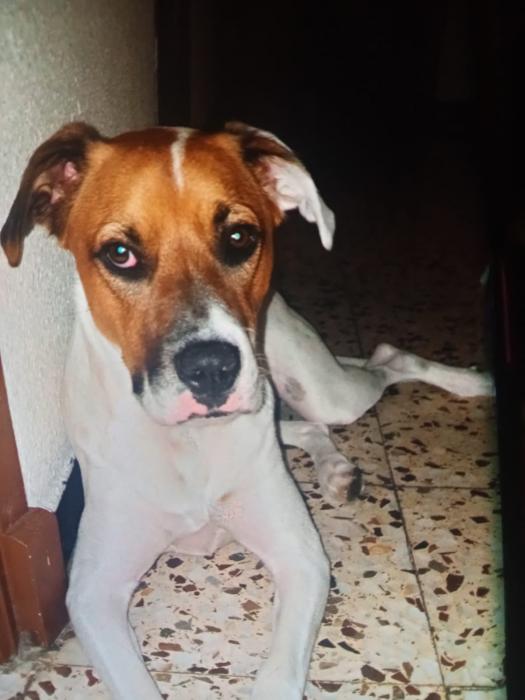 BUDDY 2*