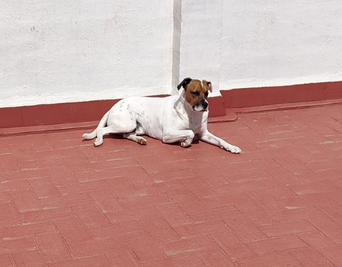 BUDDY 2*