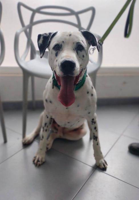 PONGO 2