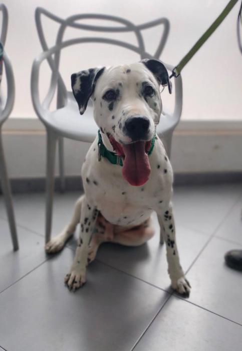 PONGO 2
