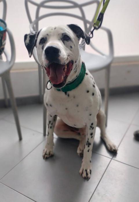 PONGO 2