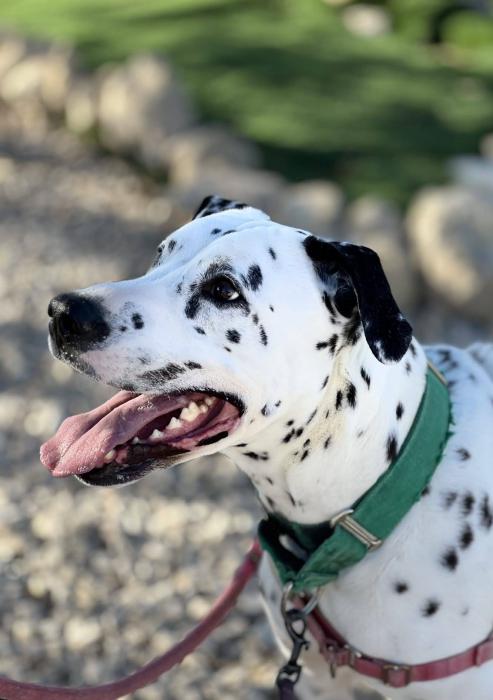 PONGO 2