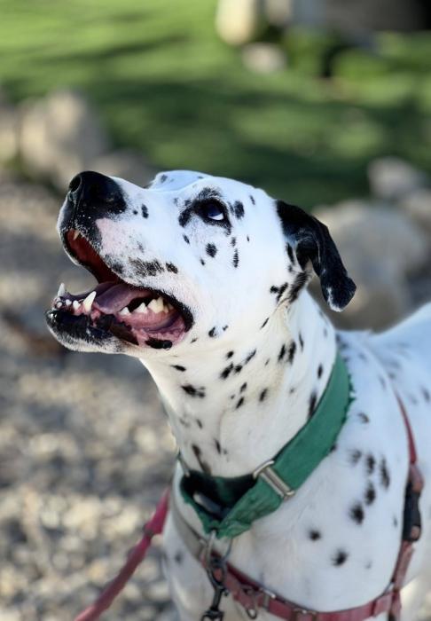 PONGO 2