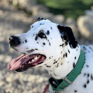 PONGO 2