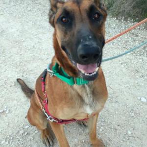 BRUNO 8