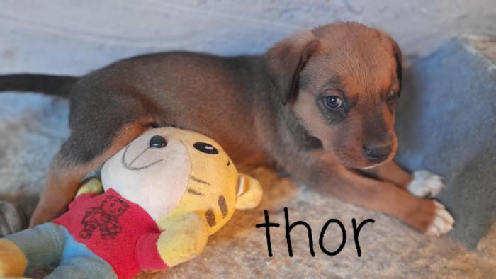 THOR 26*