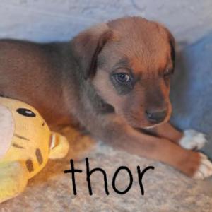 THOR 26*