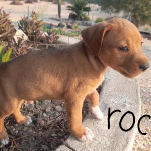 ROCKY 14*