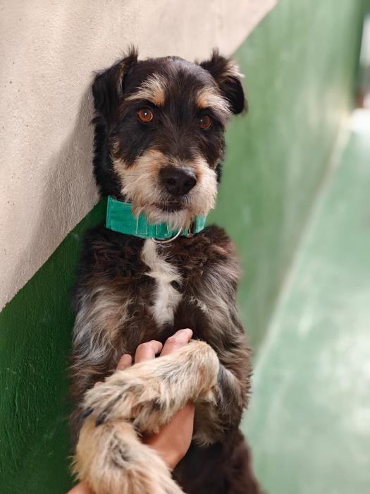 PONGO 3