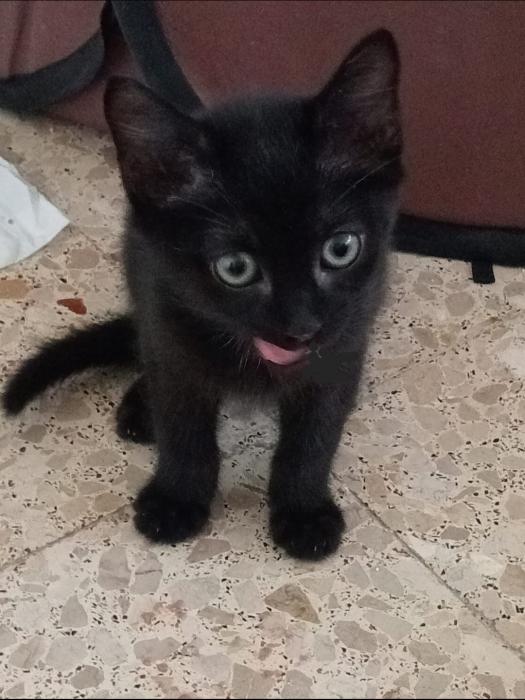 TIKO* TIKO*