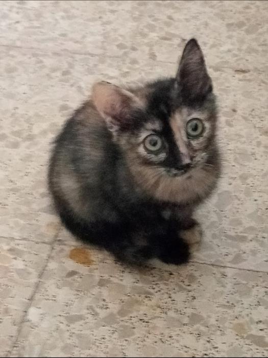 TIKA* TIKA*