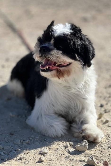 COPITO 3