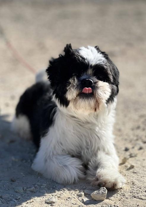 COPITO 3