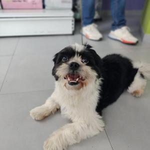 COPITO 3