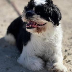 COPITO 3