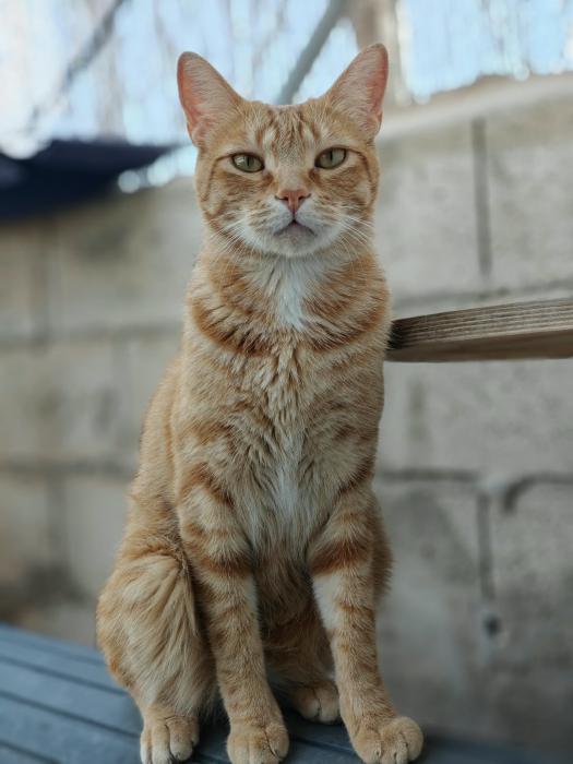 GATITO 2