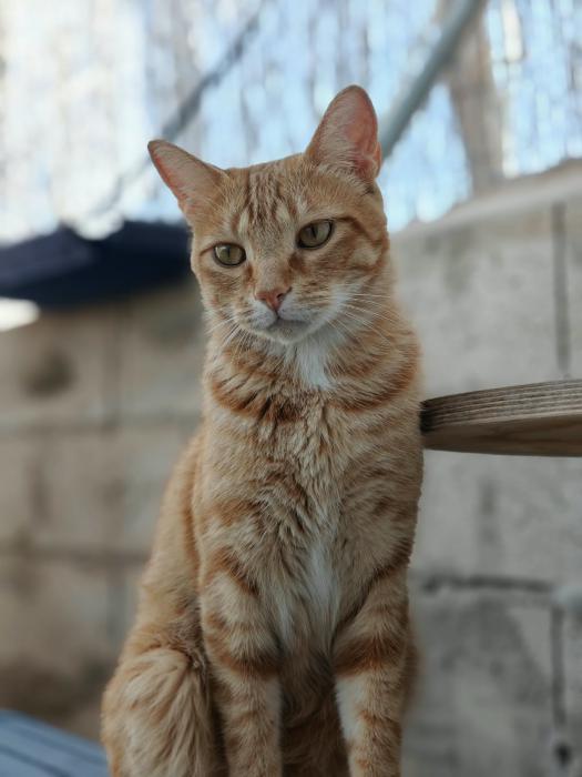 GATITO 2