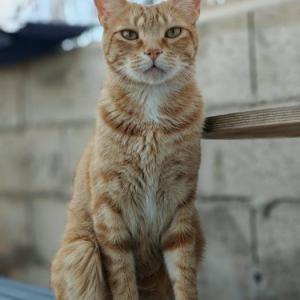 GATITO 2