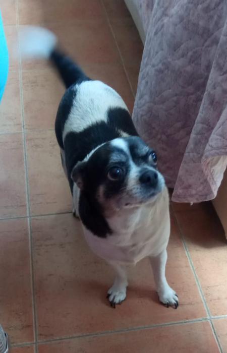 LULA 5* (CASO EXTERNO)