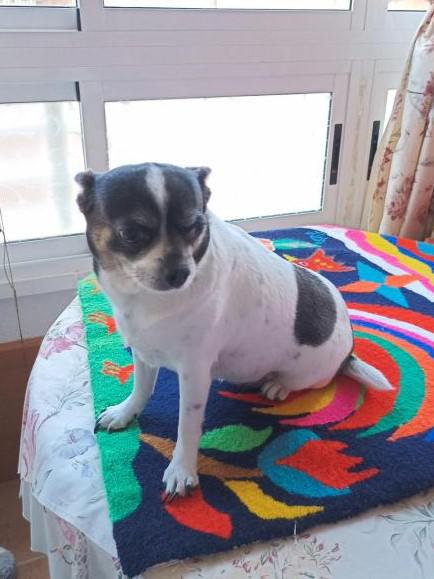 LULA 5* (CASO EXTERNO)