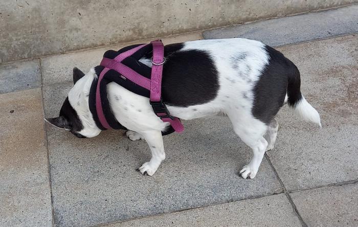 LULA 5* (CASO EXTERNO)