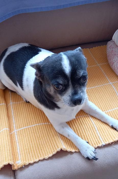 LULA 5* (CASO EXTERNO)