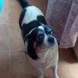 LULA 5* (CASO EXTERNO)