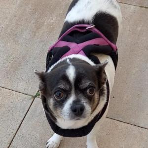 LULA 5* (CASO EXTERNO)