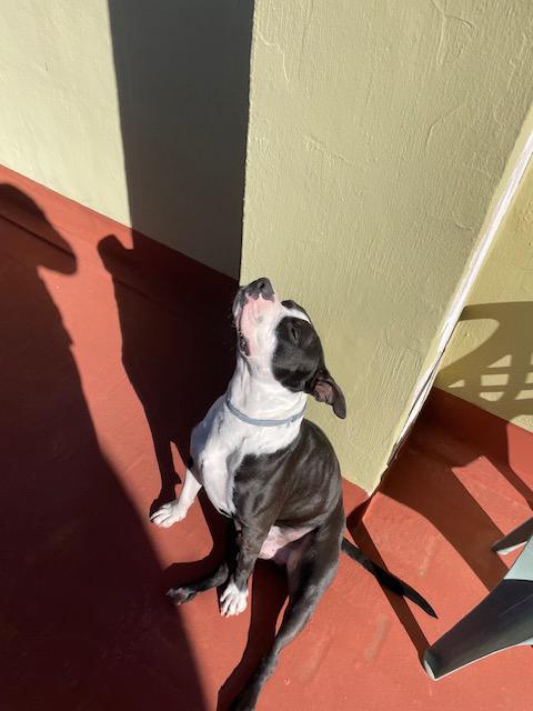 DANKO*