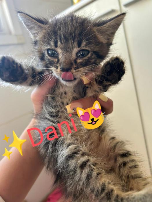 DANI*