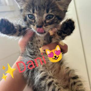 DANI*
