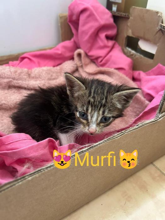MURFI 2*