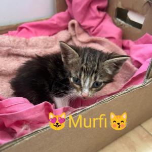 MURFI 2*