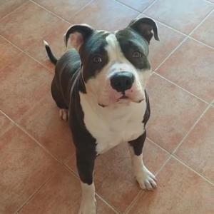 DUKE 2*