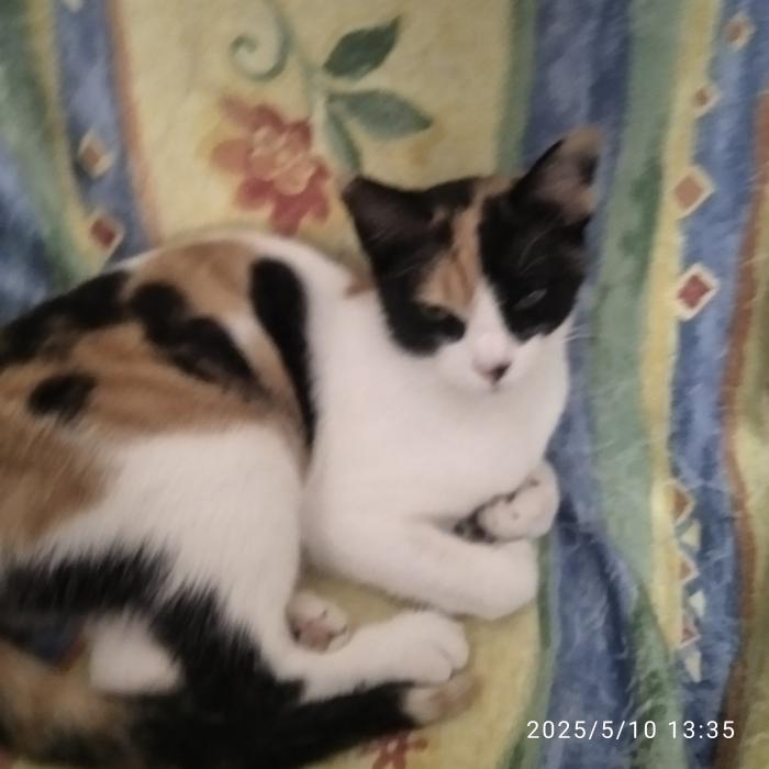 DORA 4*