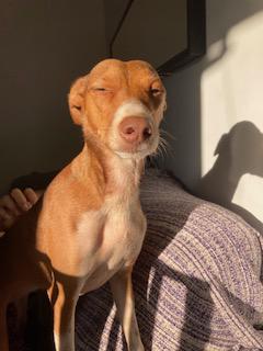 ARI 2*