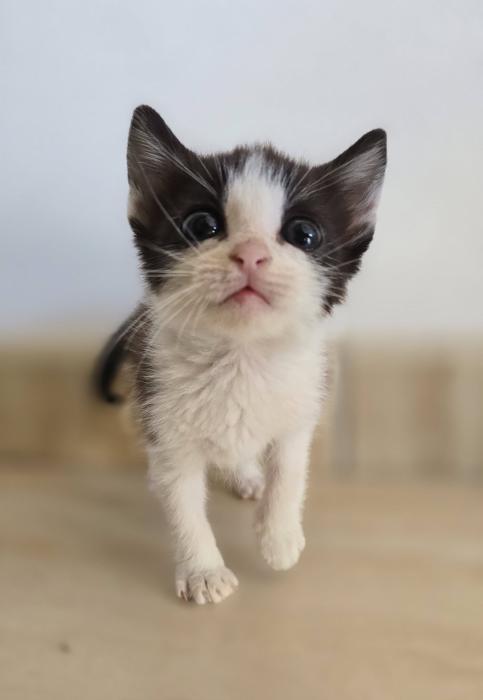 MISHU