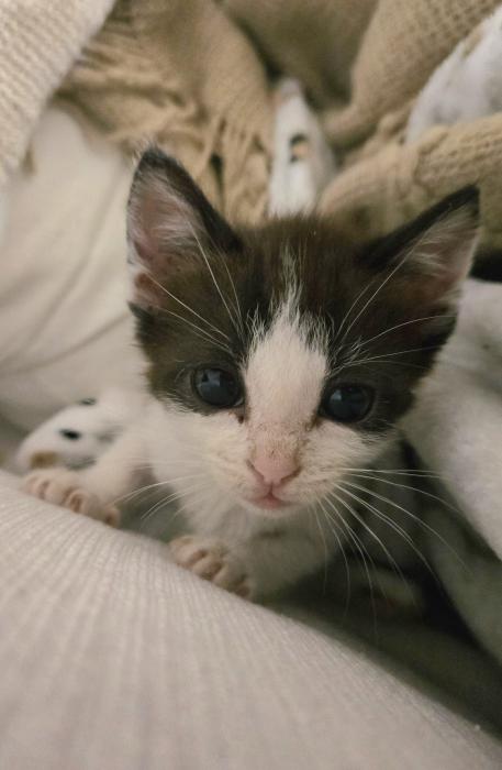 MISHU