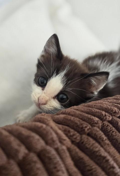 MISHU