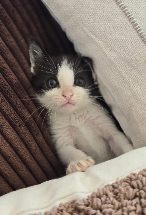MISHU