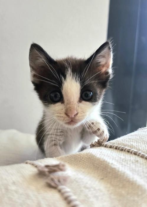 MISHU