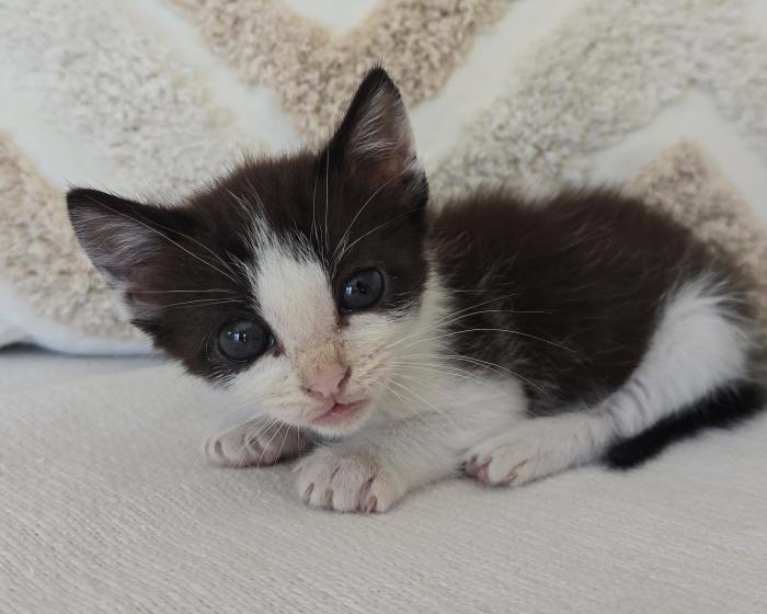 MISHU