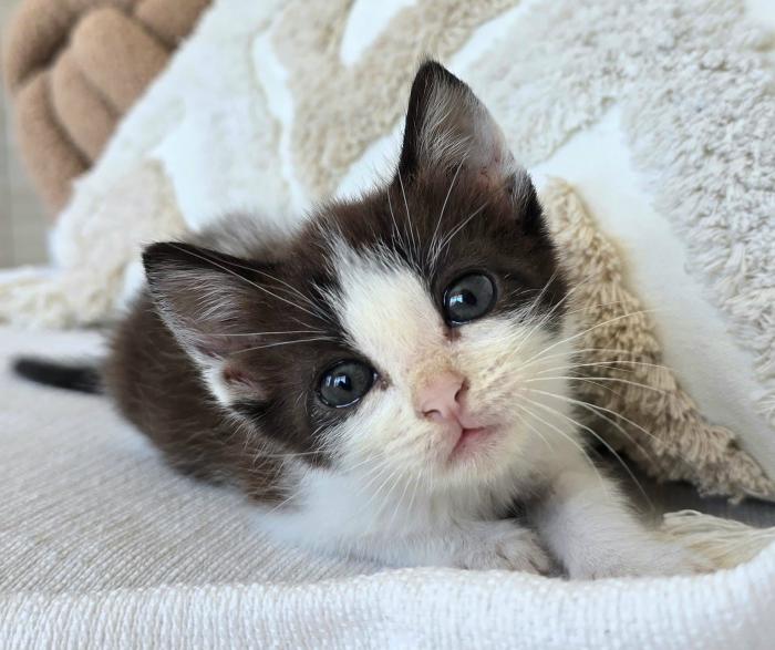 MISHU