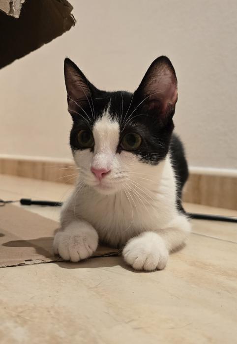 MISHU