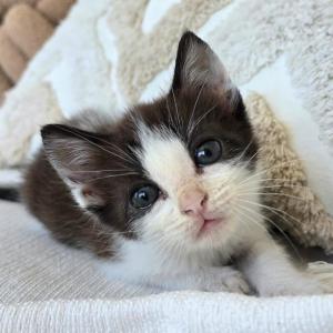 MISHU